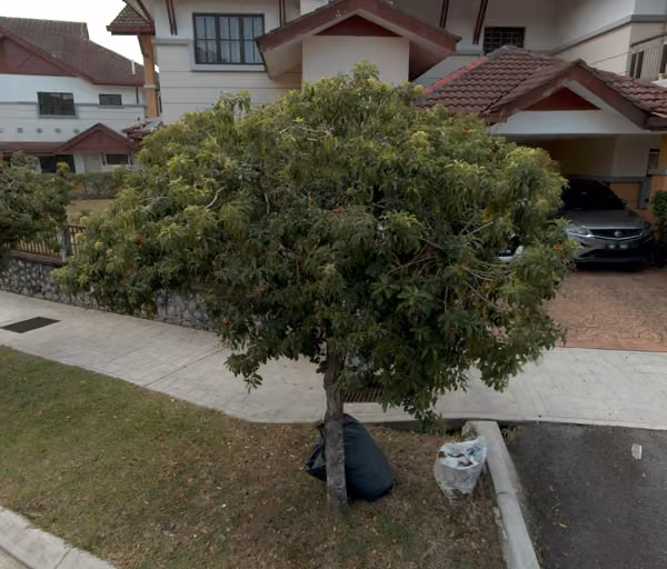 tree photo