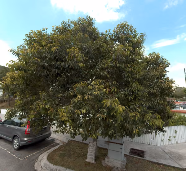 tree photo
