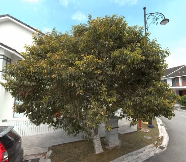 tree photo