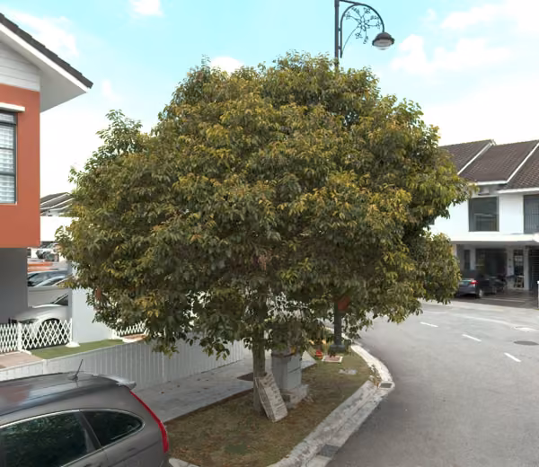 tree photo