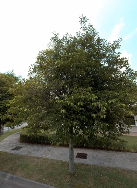 tree photo