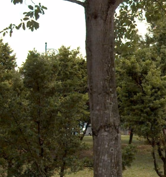 tree photo