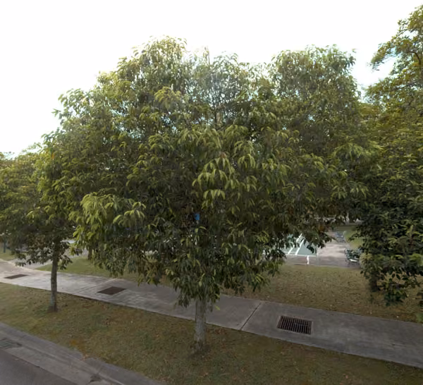 tree photo