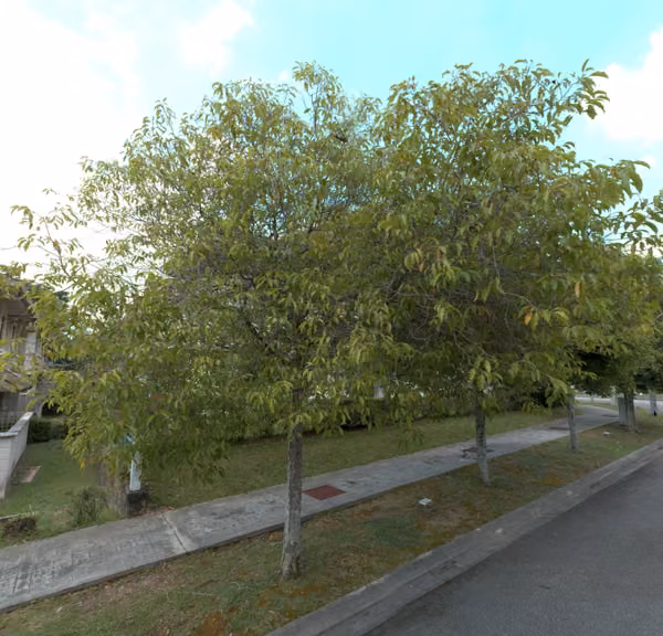 tree photo
