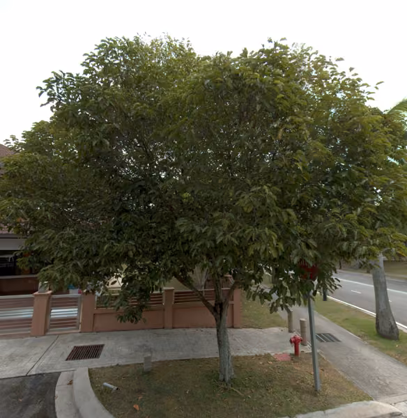 tree photo
