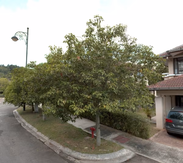 tree photo