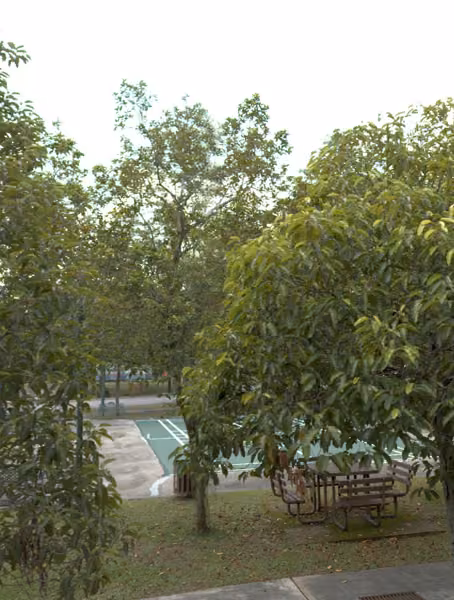 tree photo
