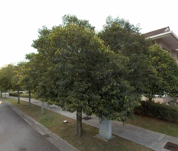 tree photo