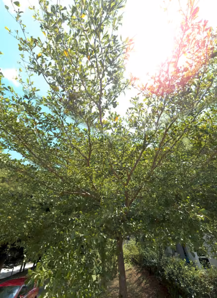 tree photo