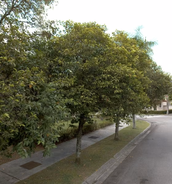 tree photo