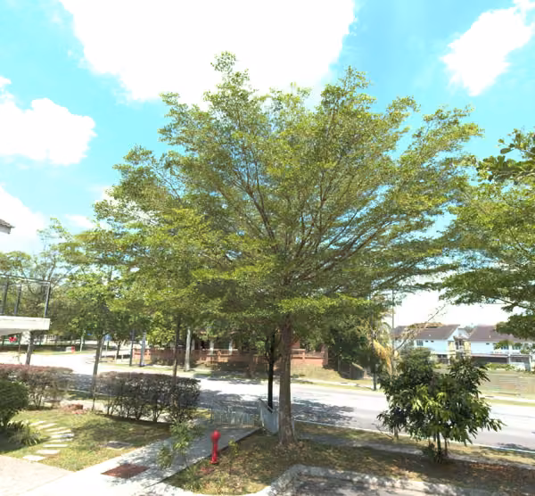 tree photo