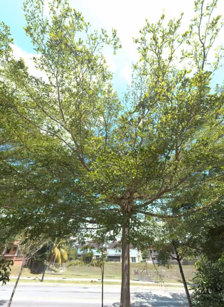 tree photo