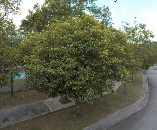 tree photo