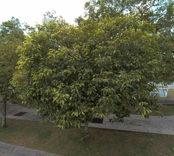 tree photo