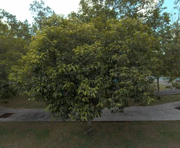 tree photo