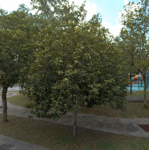tree photo