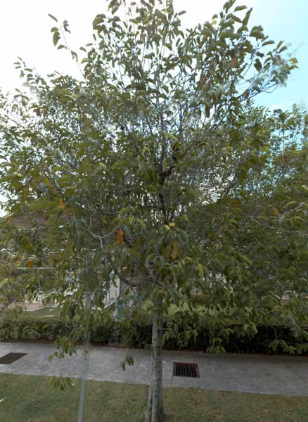 tree photo