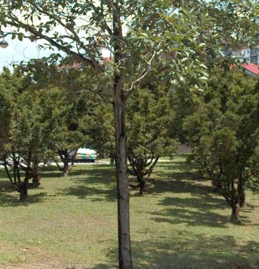 tree photo