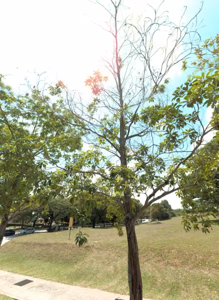 tree photo