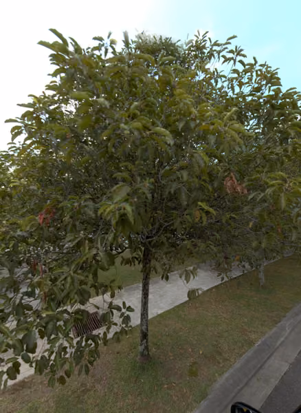 tree photo