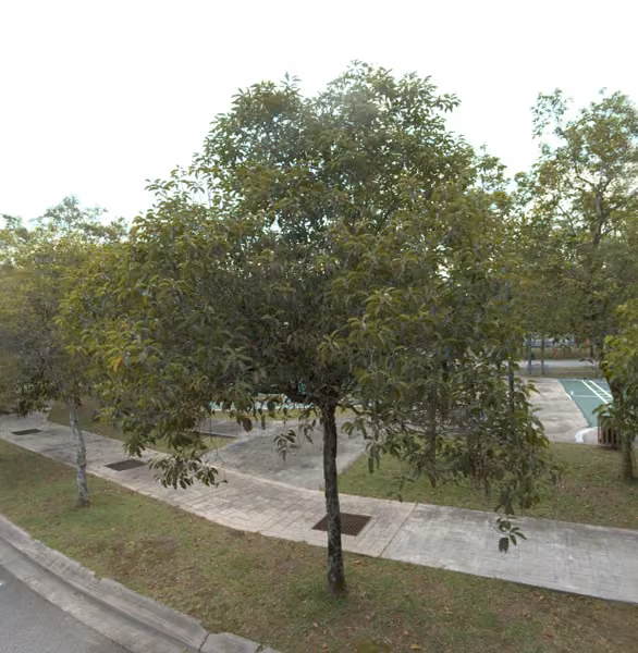 tree photo