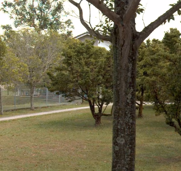 tree photo