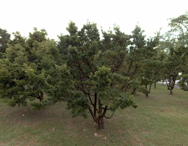 tree photo
