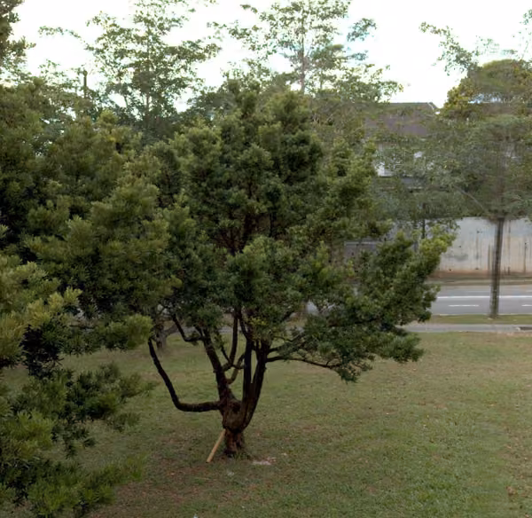 tree photo