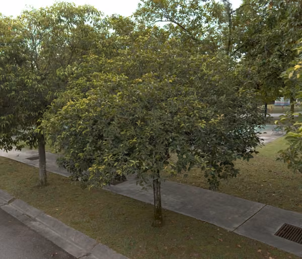 tree photo