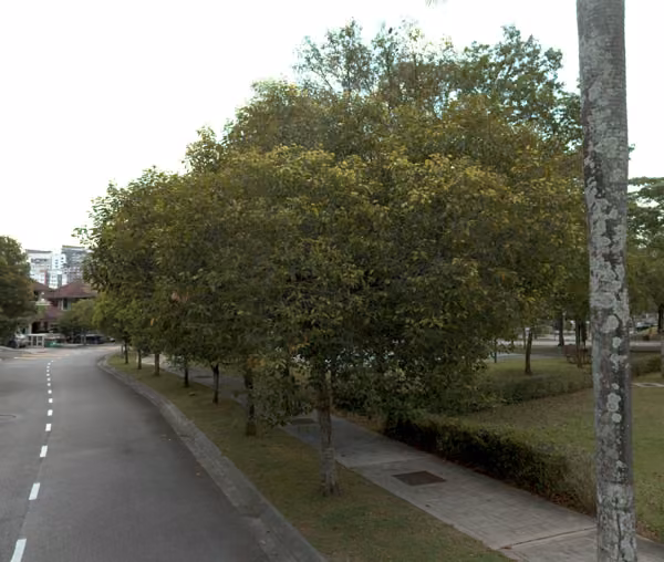 tree photo