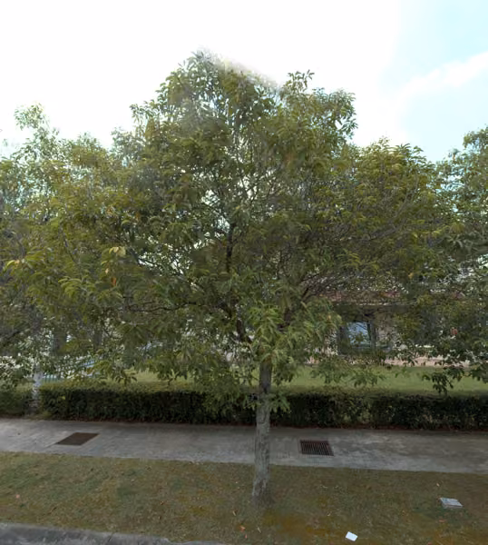tree photo