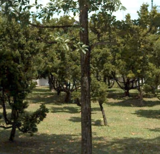 tree photo