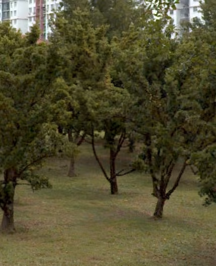 tree photo