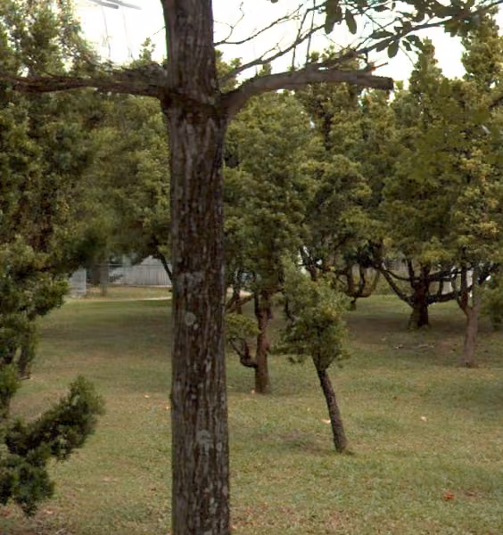 tree photo