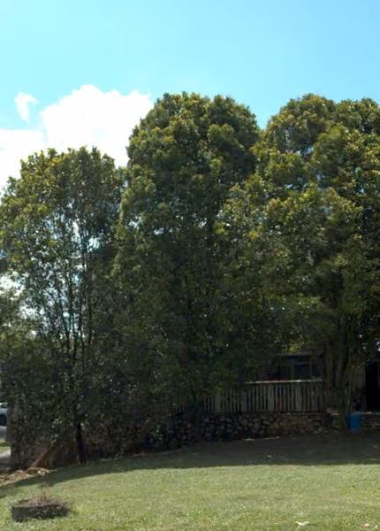 tree photo