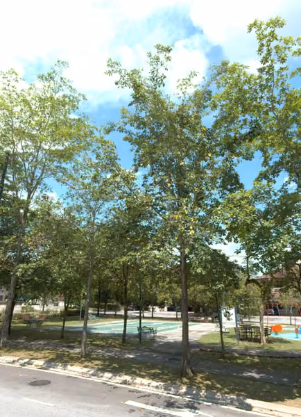 tree photo