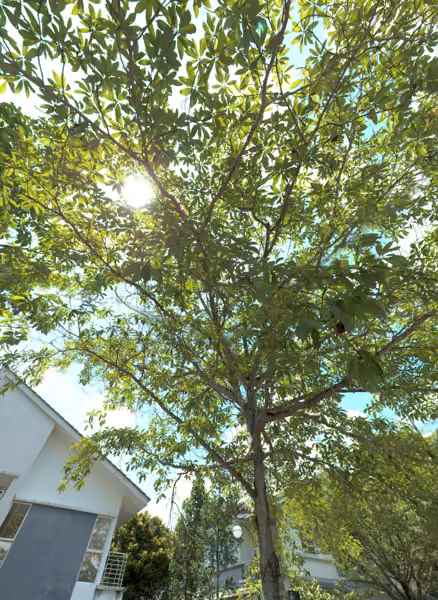 tree photo