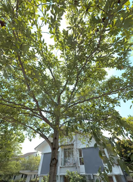 tree photo