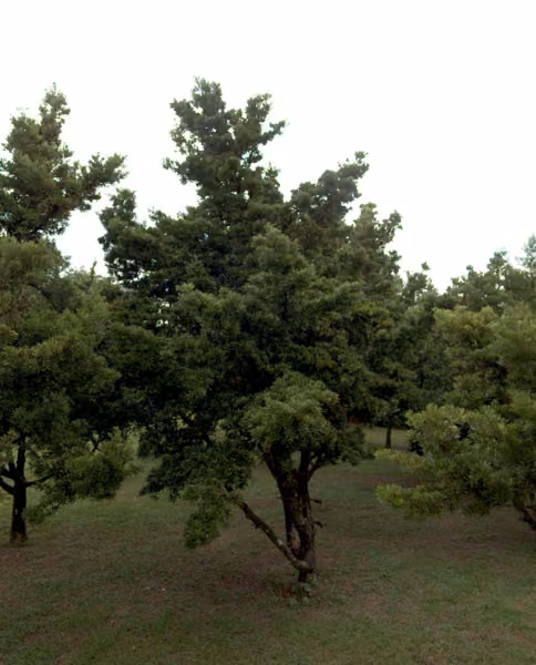 tree photo