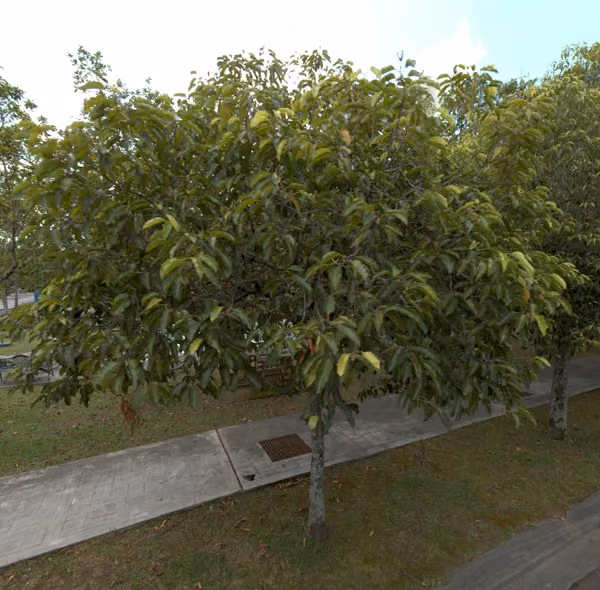 tree photo