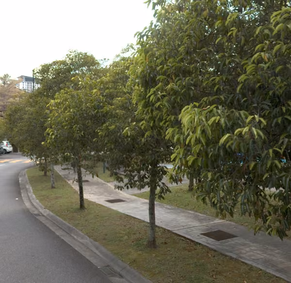 tree photo