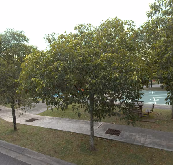 tree photo