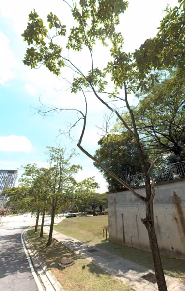 tree photo