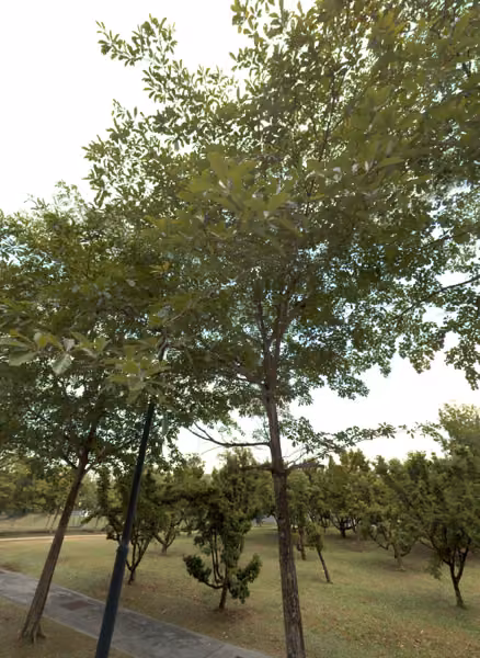 tree photo