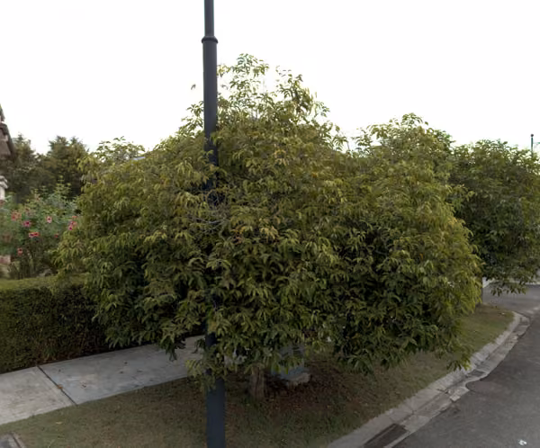 tree photo