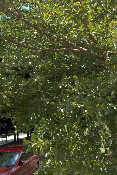 tree photo