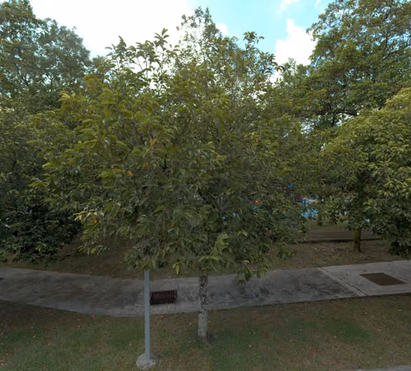 tree photo