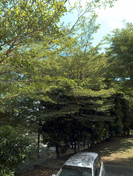 tree photo