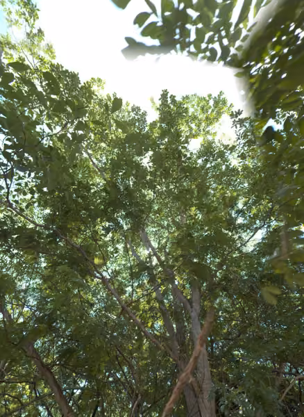 tree photo
