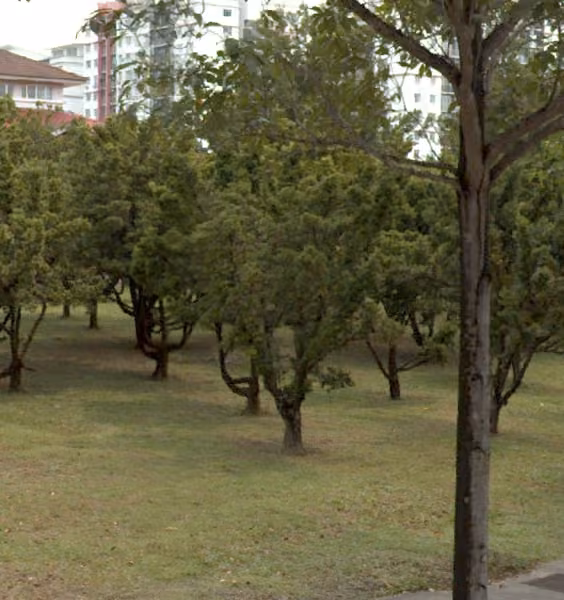 tree photo